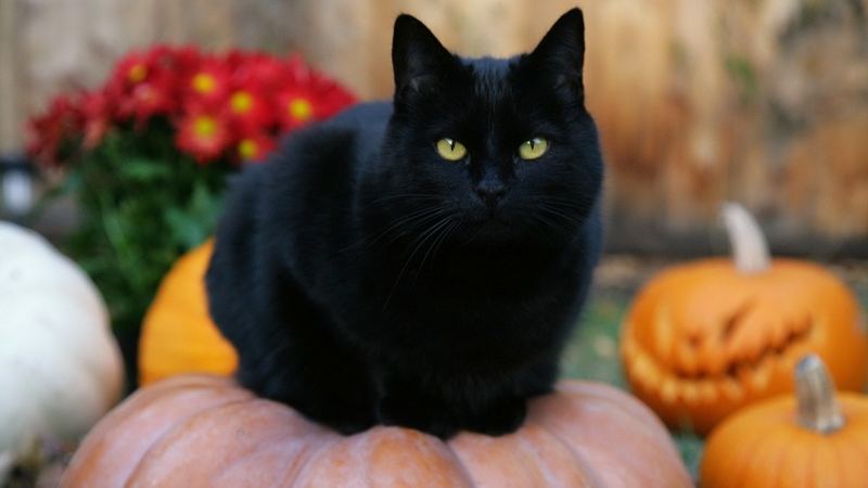 Black Cat Halloween Pumpkins Jackolanterns Wallpaper
