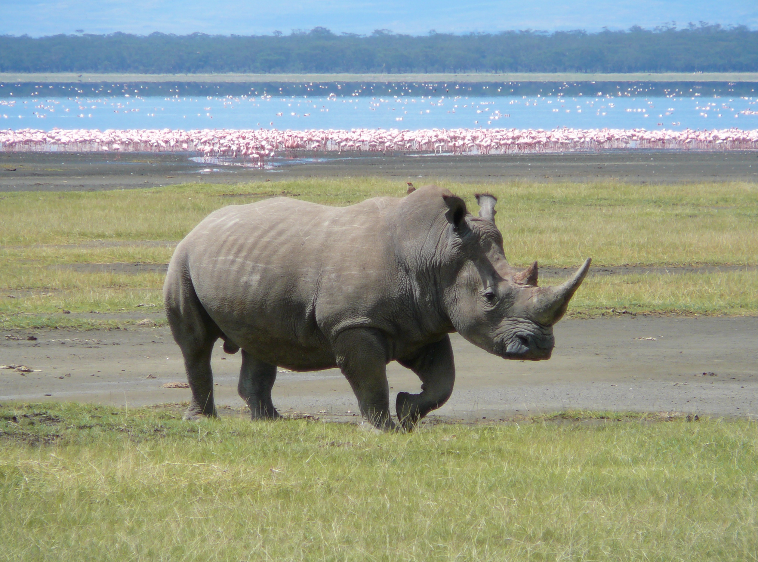 File White Rhino In Lake Nakuru Jpg Wikimedia Mons