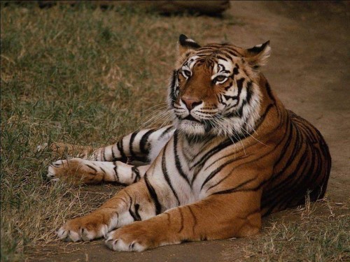 Siberian Tiger Screensaver Screensavers