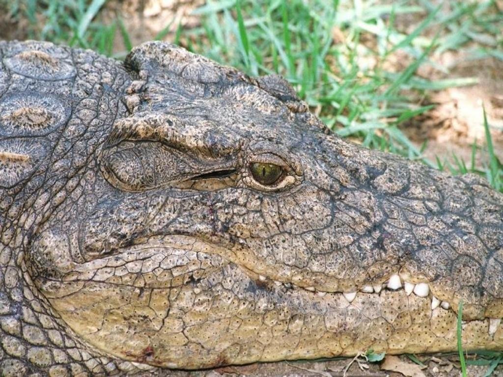 Crocodile HD Desktop Wallpaper