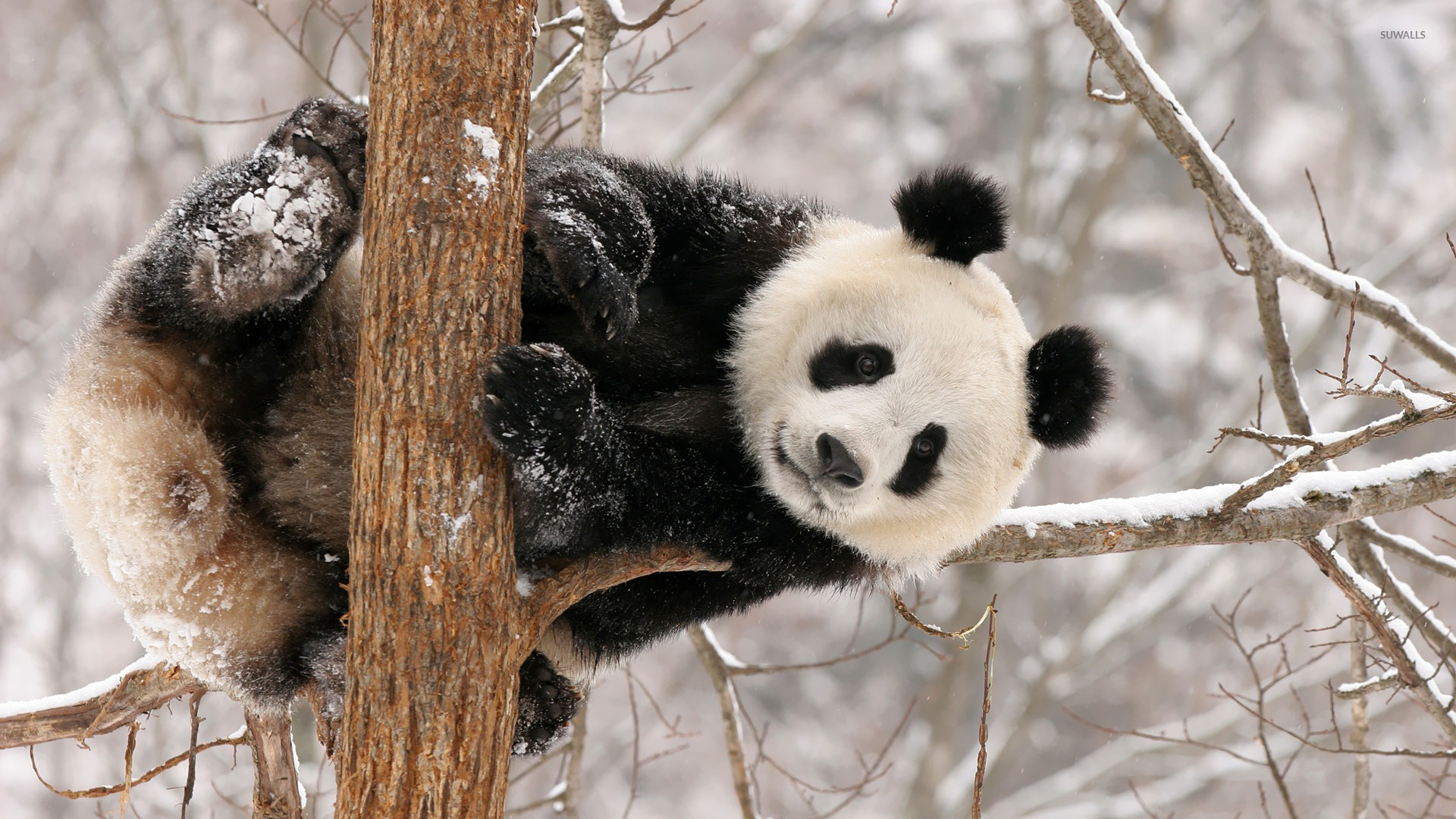 Panda Bear Wallpaper Animal