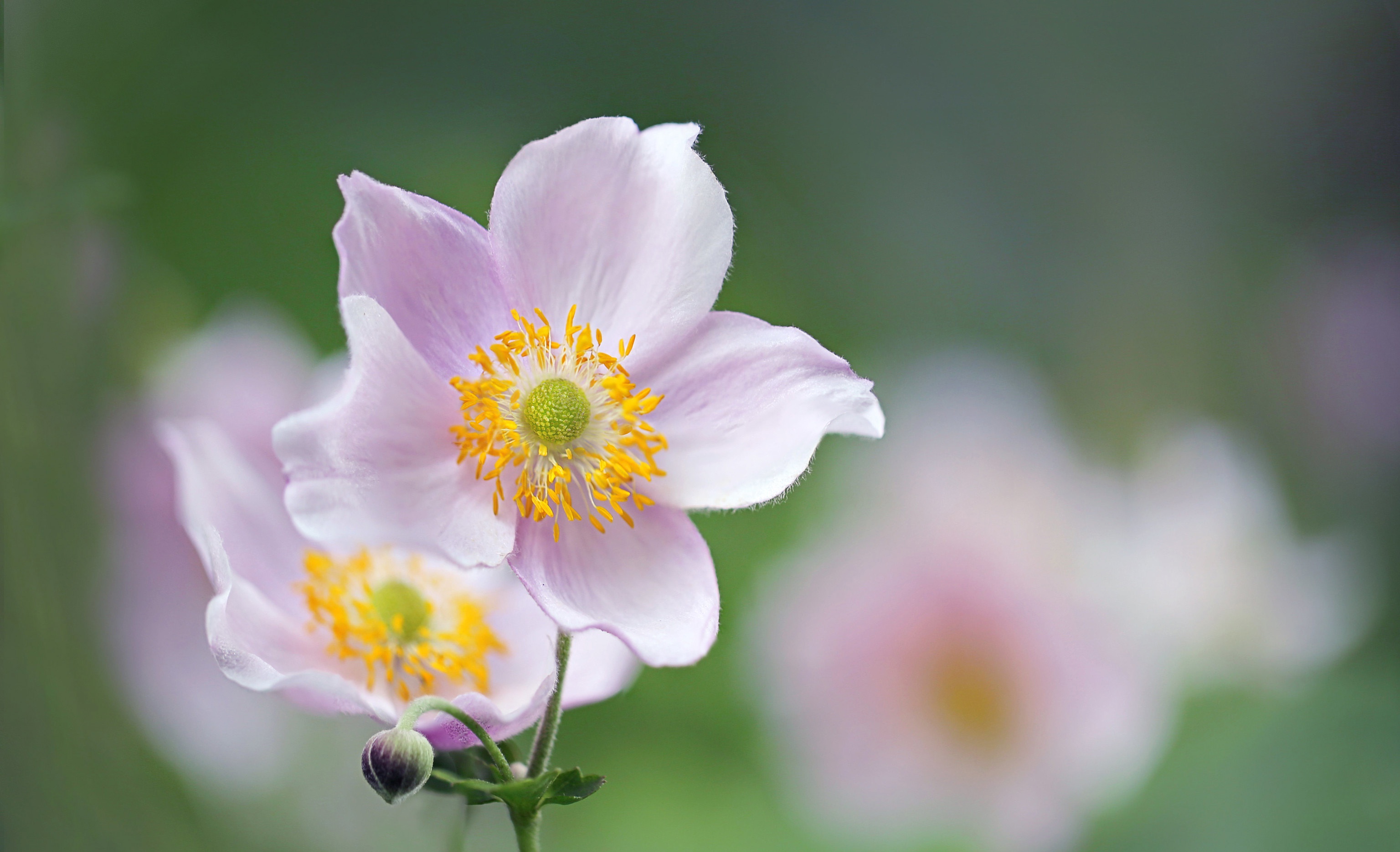 Blur Petal Flower Nature Anemone HD Wallpaper