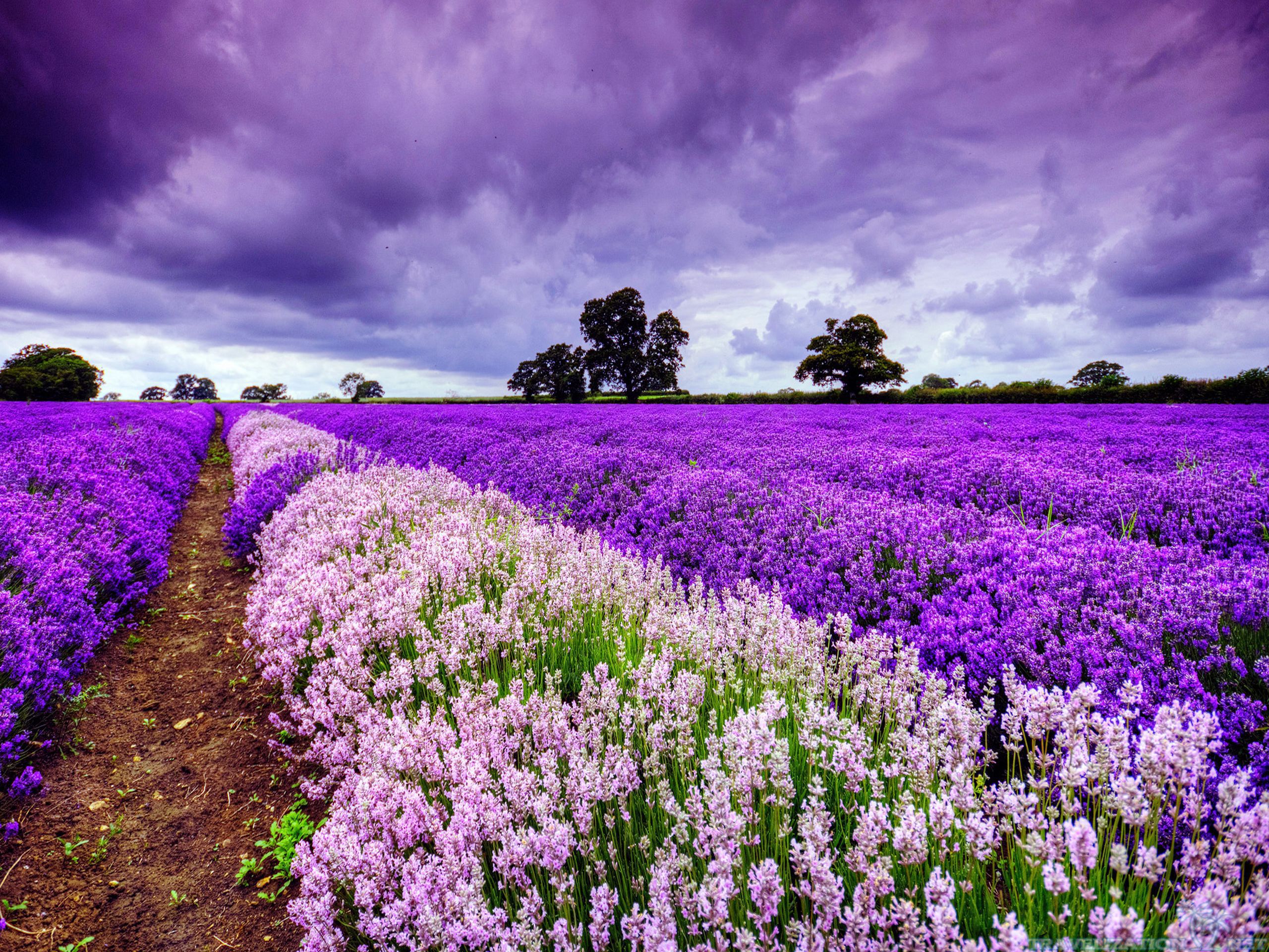 Blooming Field In Provence France Wallpaper And Image