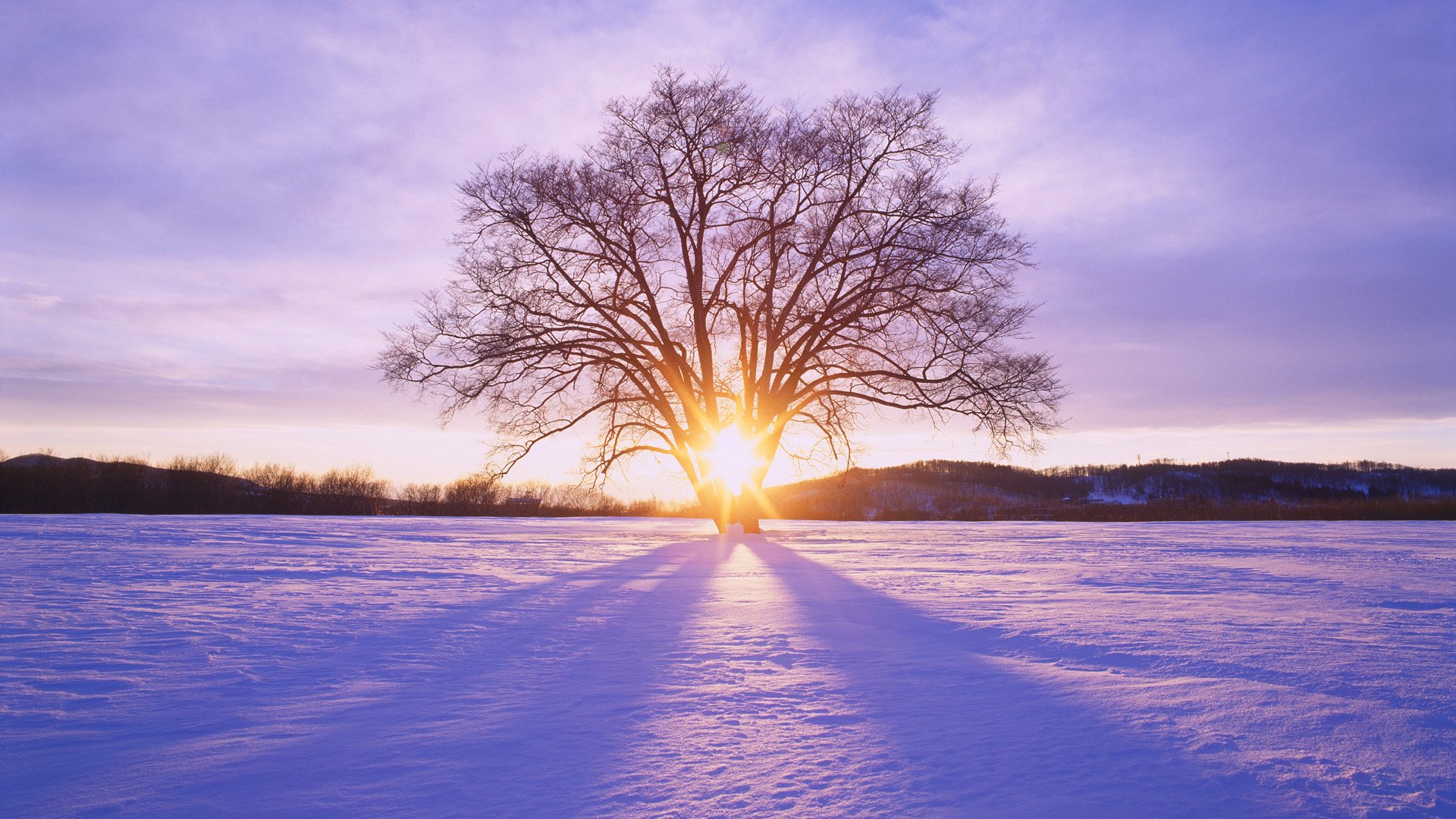 Sunset Tree Winter Snow Wallpaper