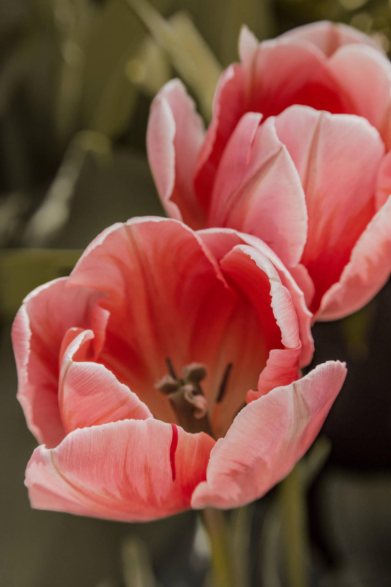 Download Fosteriana Peach Tulips Wallpaper