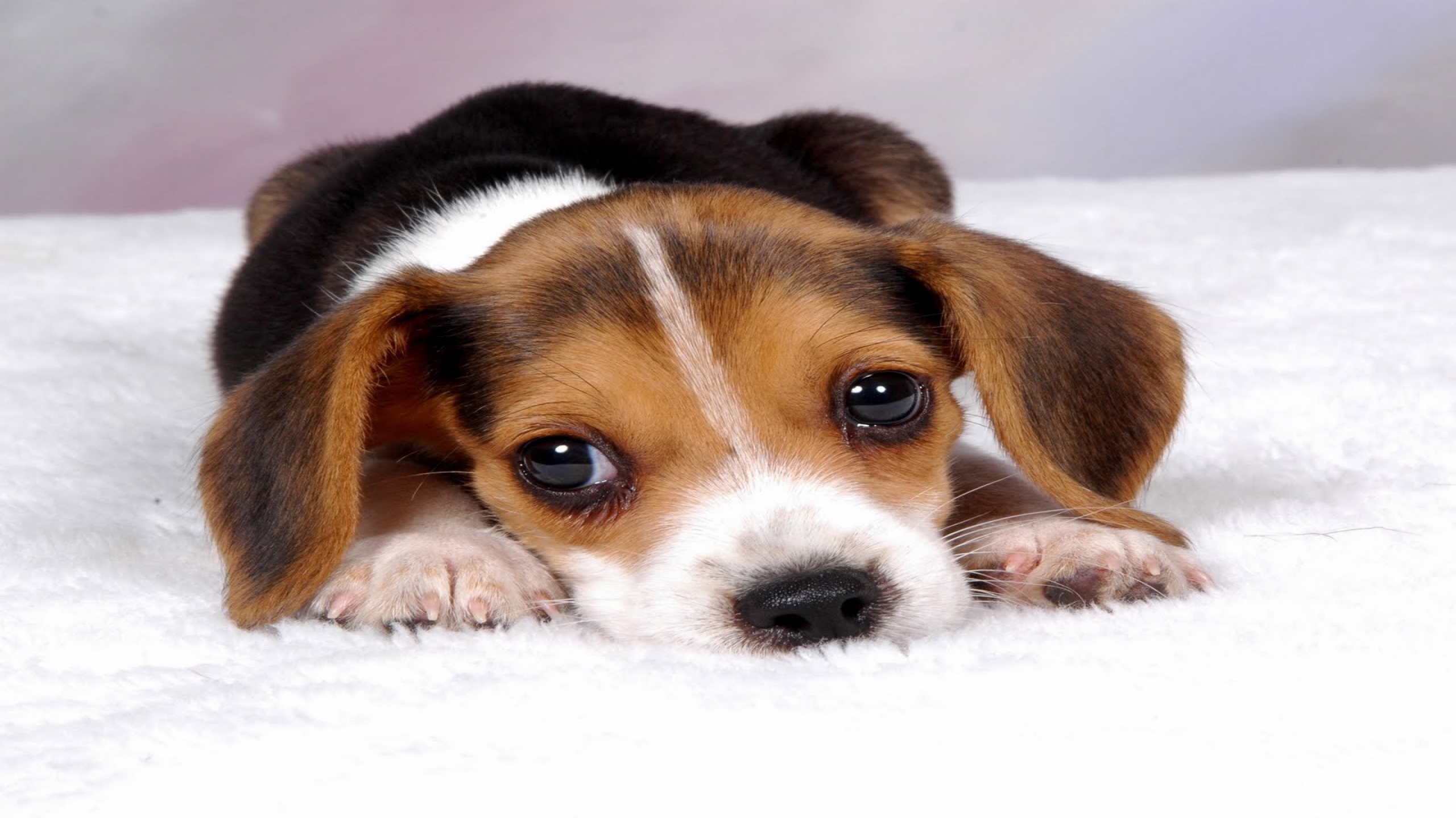 🔥 Free download beagle puppy wallpaper dowload wallpapers download