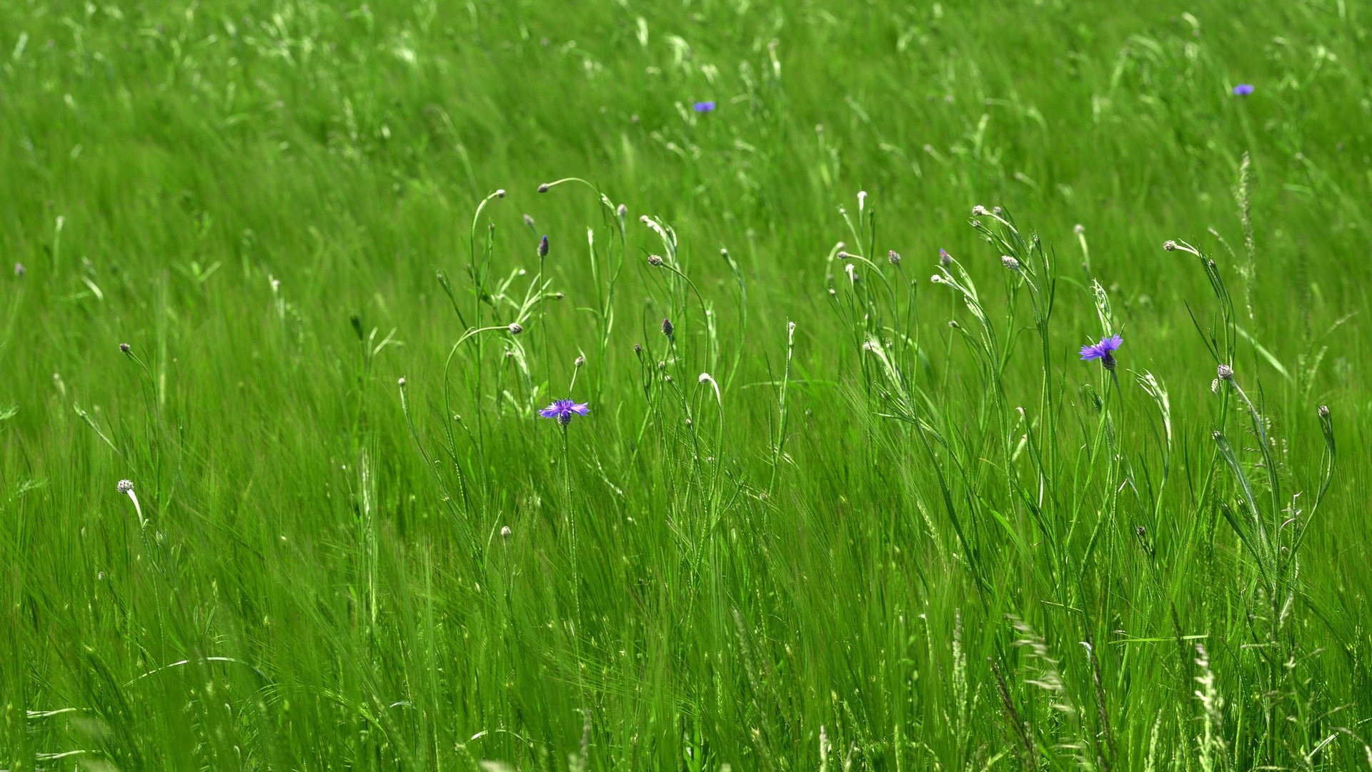 Wildflower In Spring Wallpaper Nature Grass