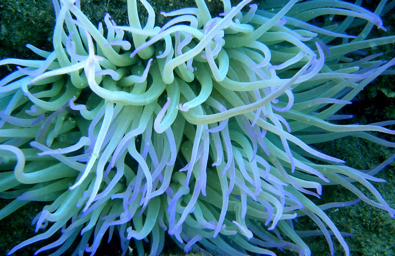 Purple Sea Anemone Anemones Are Groovy