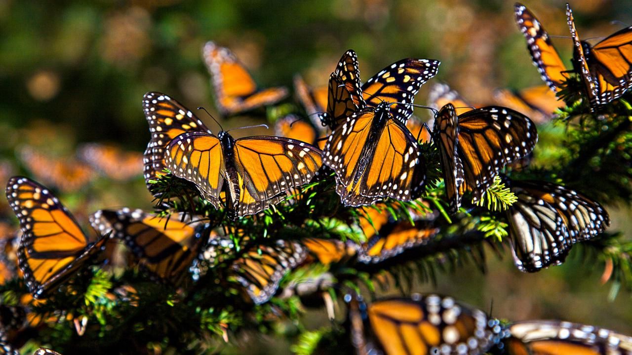 Butterfly Photography Wallpaper