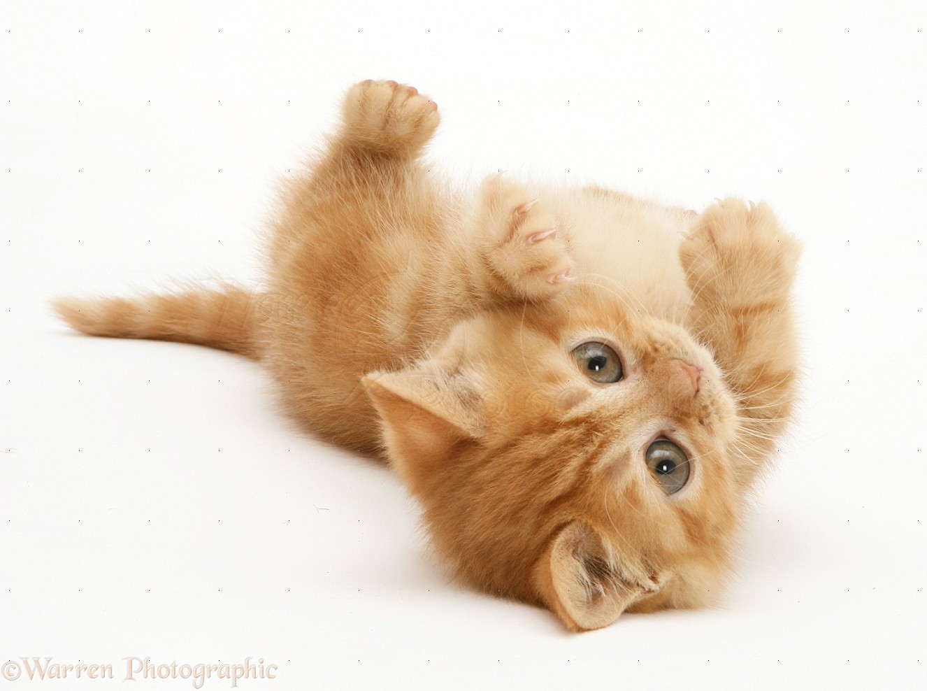 Wp20283 British Shorthair Red Tabby Kitten Rolling Playfully