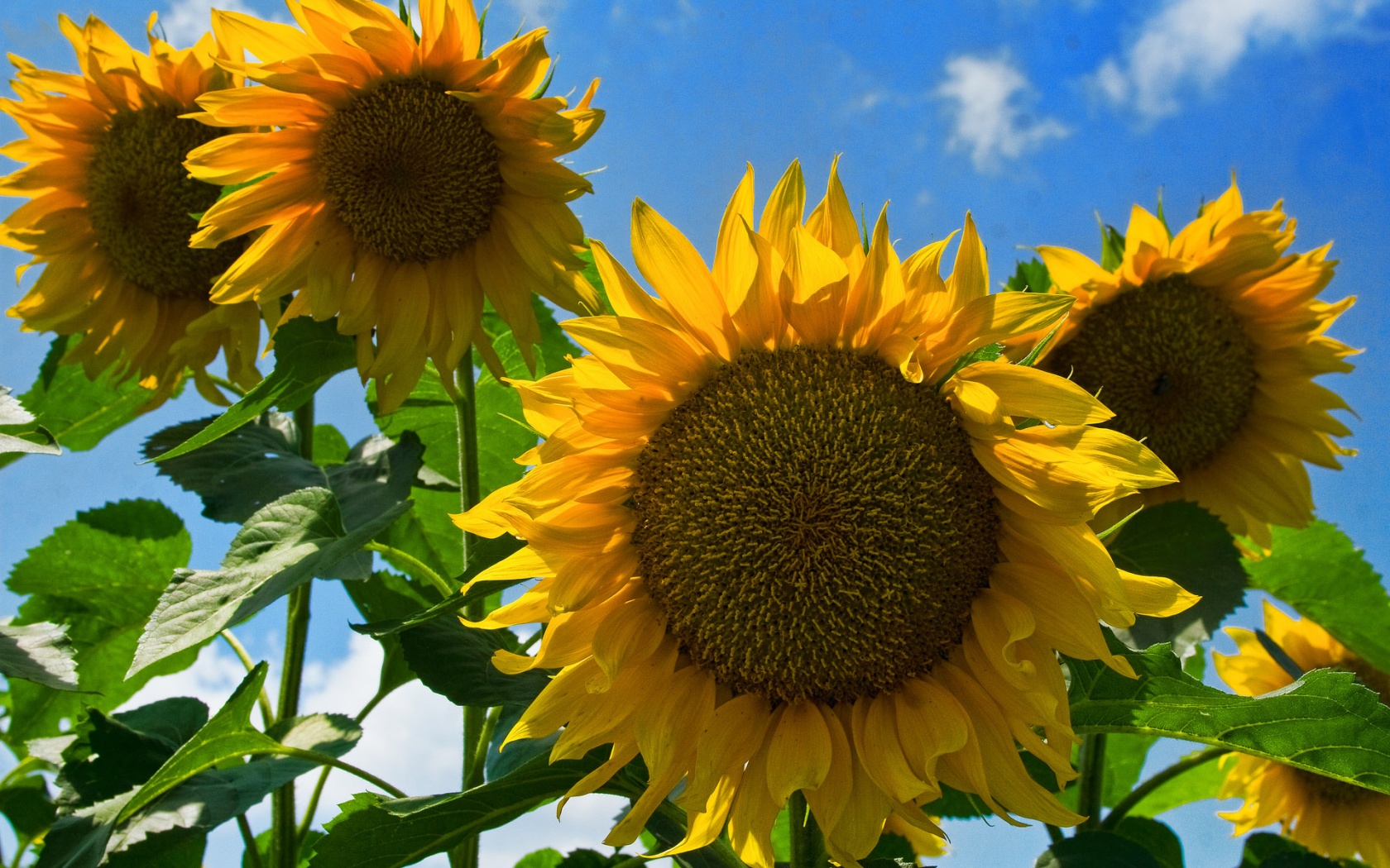 Sunflower Wallpaper Desktop High Definition