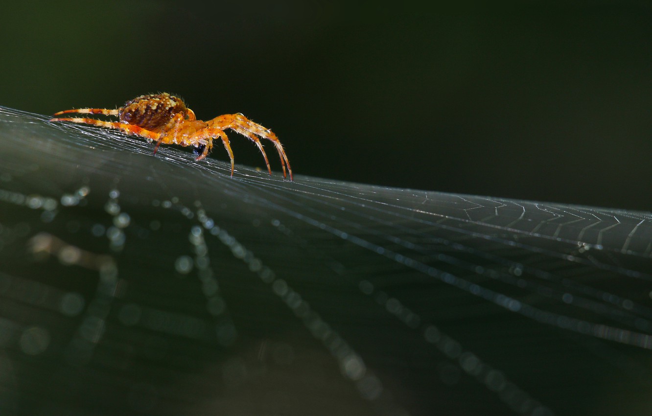 Wallpaper Macro Nature Web Spider