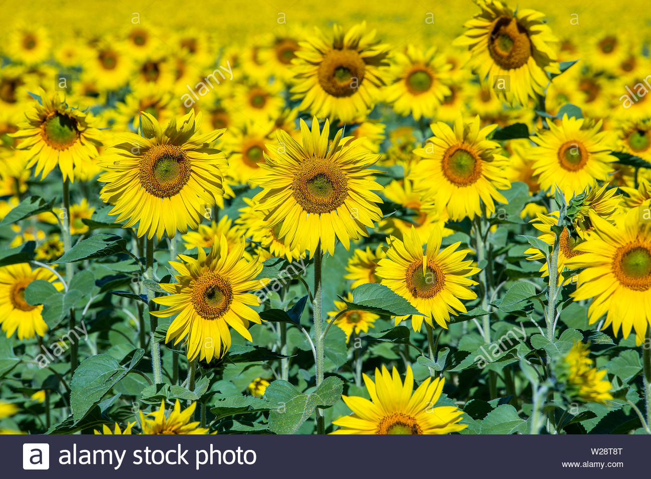 Beautiful Landscape With Sunflower Field Nature Concept Of
