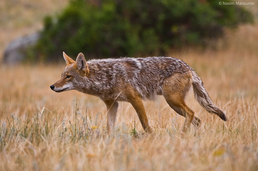 Cool Coyote Hunting Background An Adult