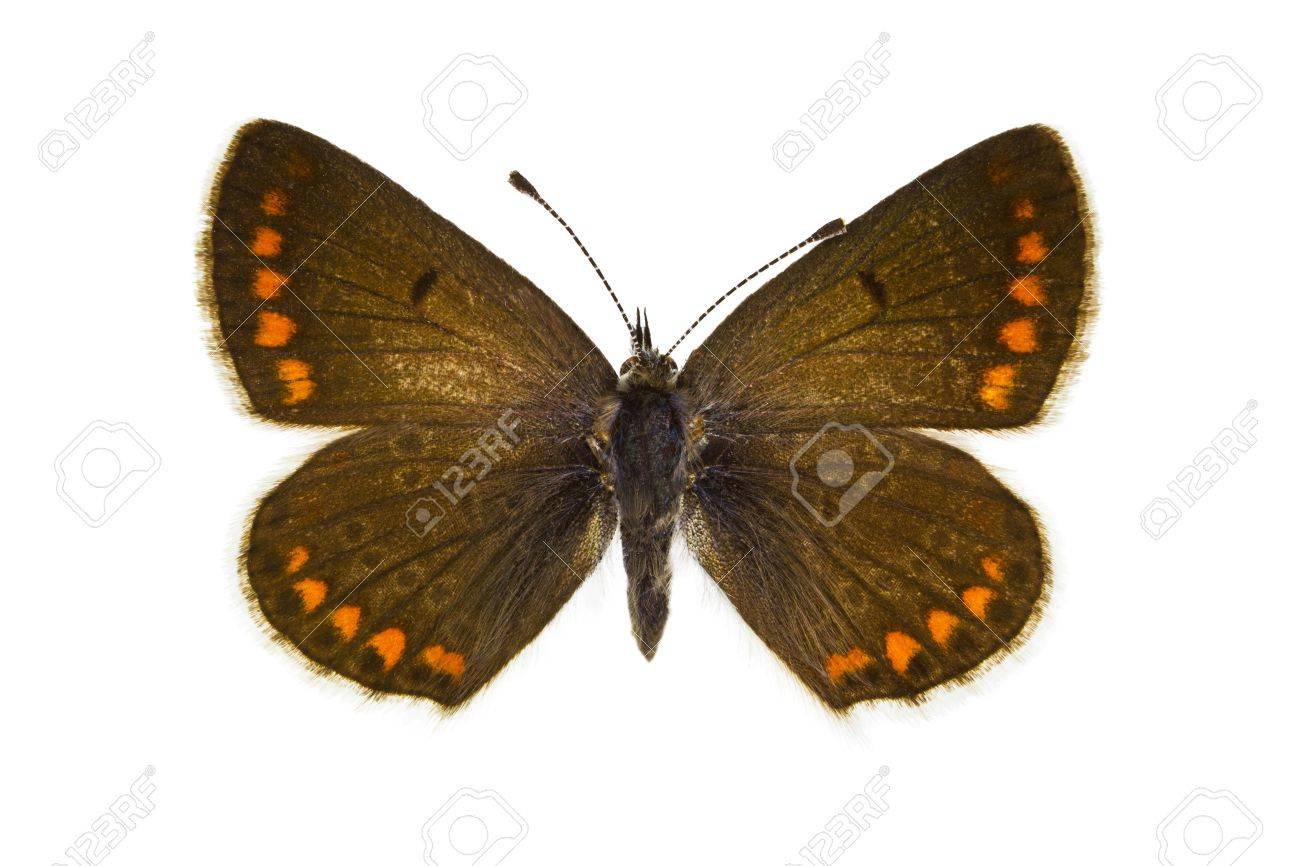 Dorsal Of Aricia Agestis Brown Argus Butterfly Isolated