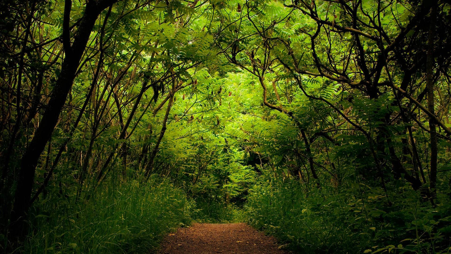 Full HD Nature Wallpaper
