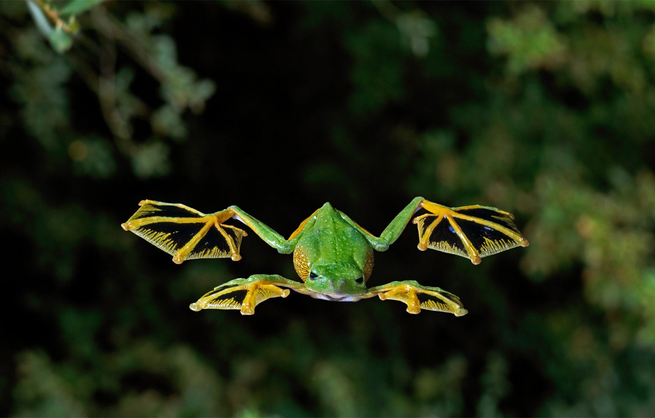 Wallpaper amphibian carnality veslonogy flying frog images for