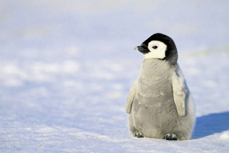 Cute Baby Penguin Animals