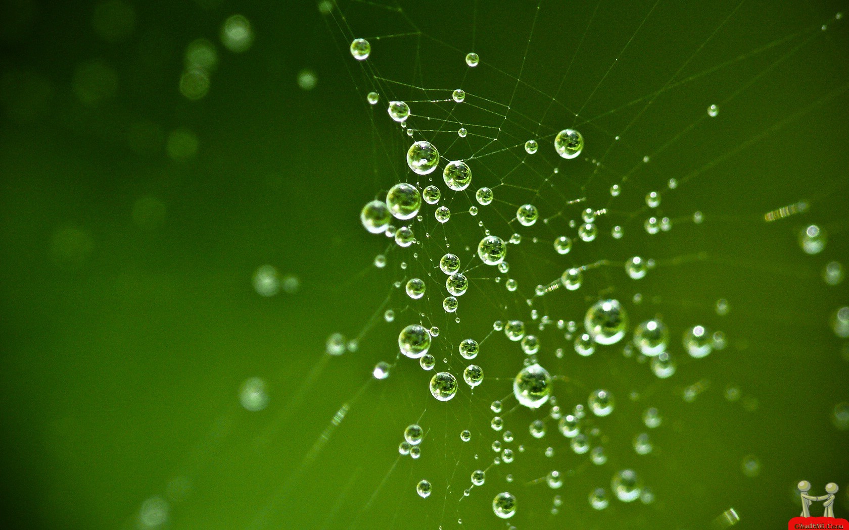 Dew drops on spider web Wallpaper New HD Wallpaper Widescreen 1680x1050