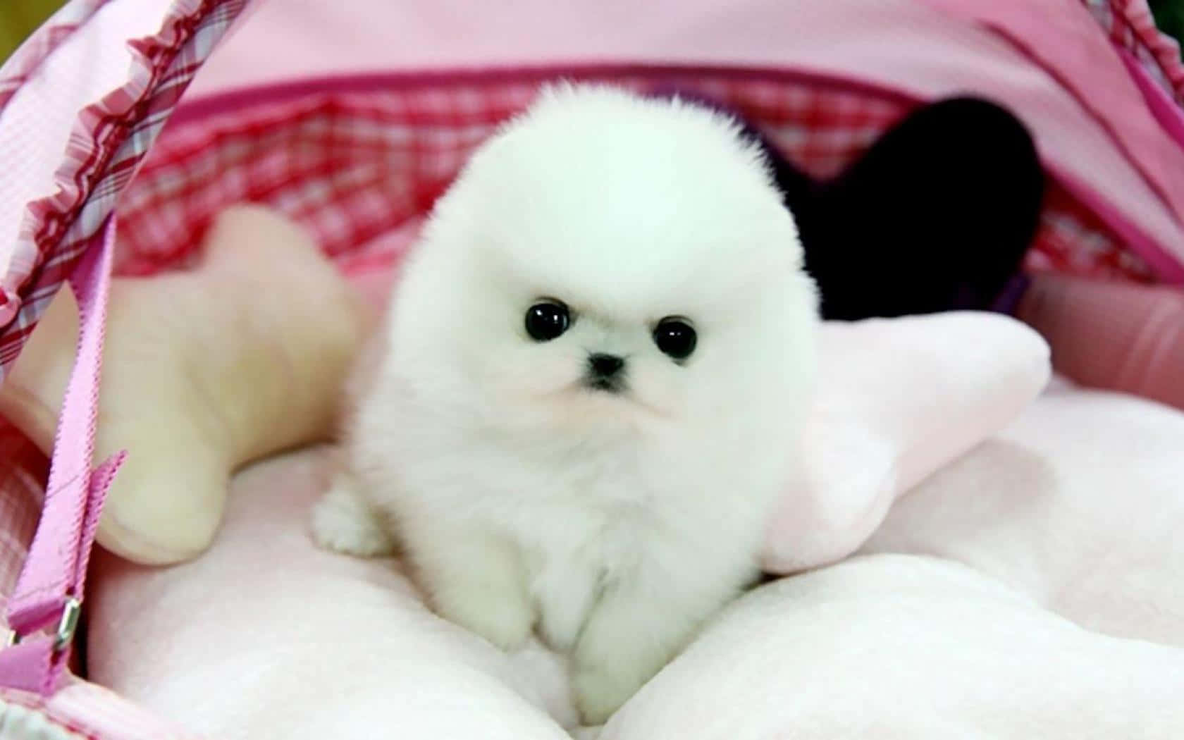 Pink Puppies Wallpaper