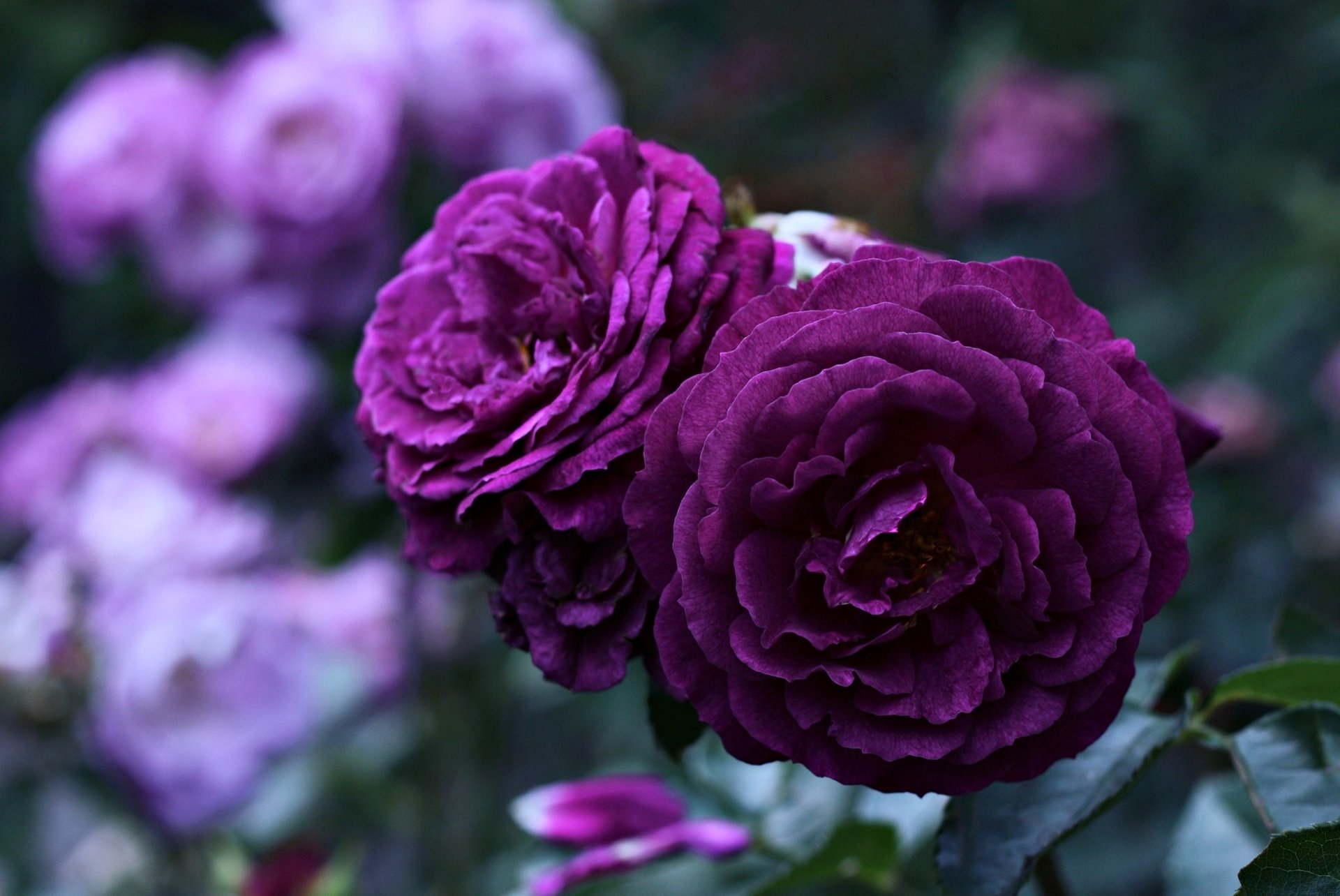 Close-up of two vibrant purple roses in full bloom, with a soft focus background of other purple and lavender roses