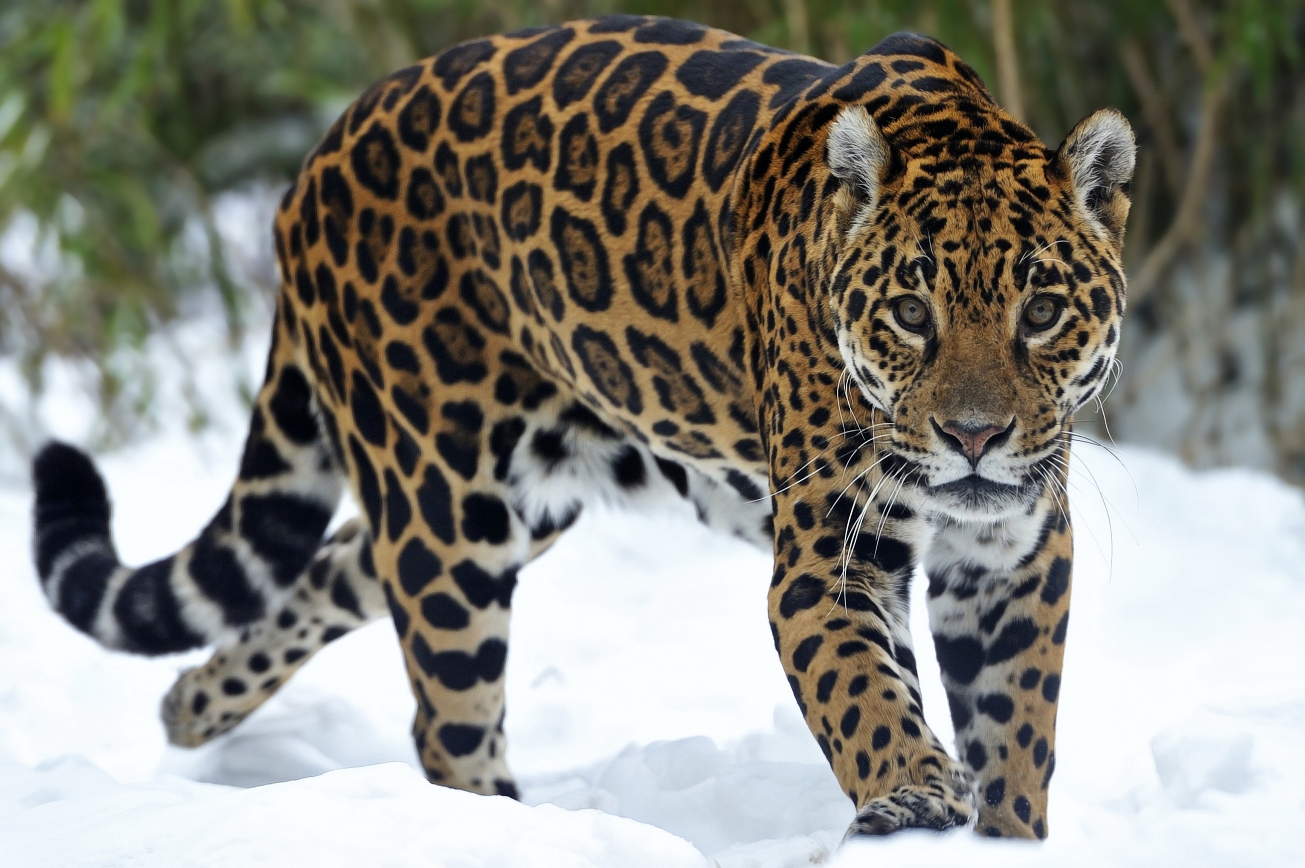 Jaguars HD Wallpaper