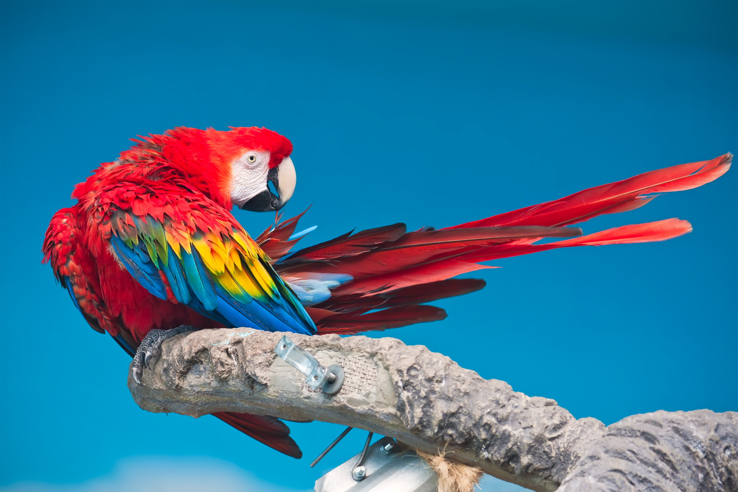 Macaw Puter Wallpaper Desktop Background Id