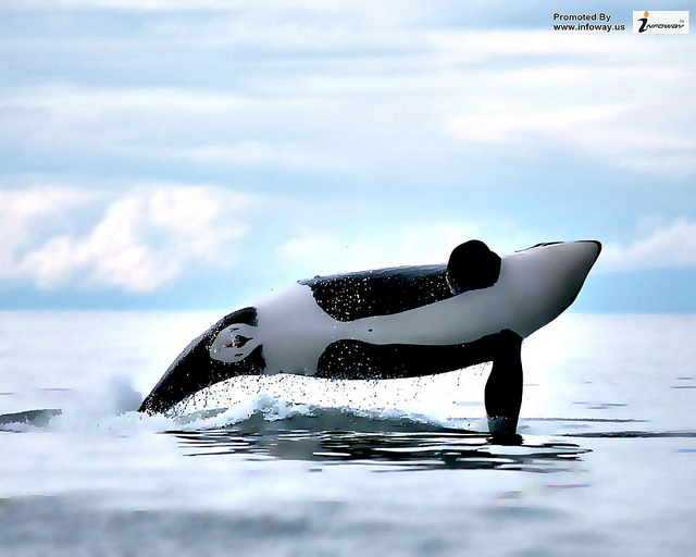 Related Pictures Orca Whales Family Widescreen Wallpaper