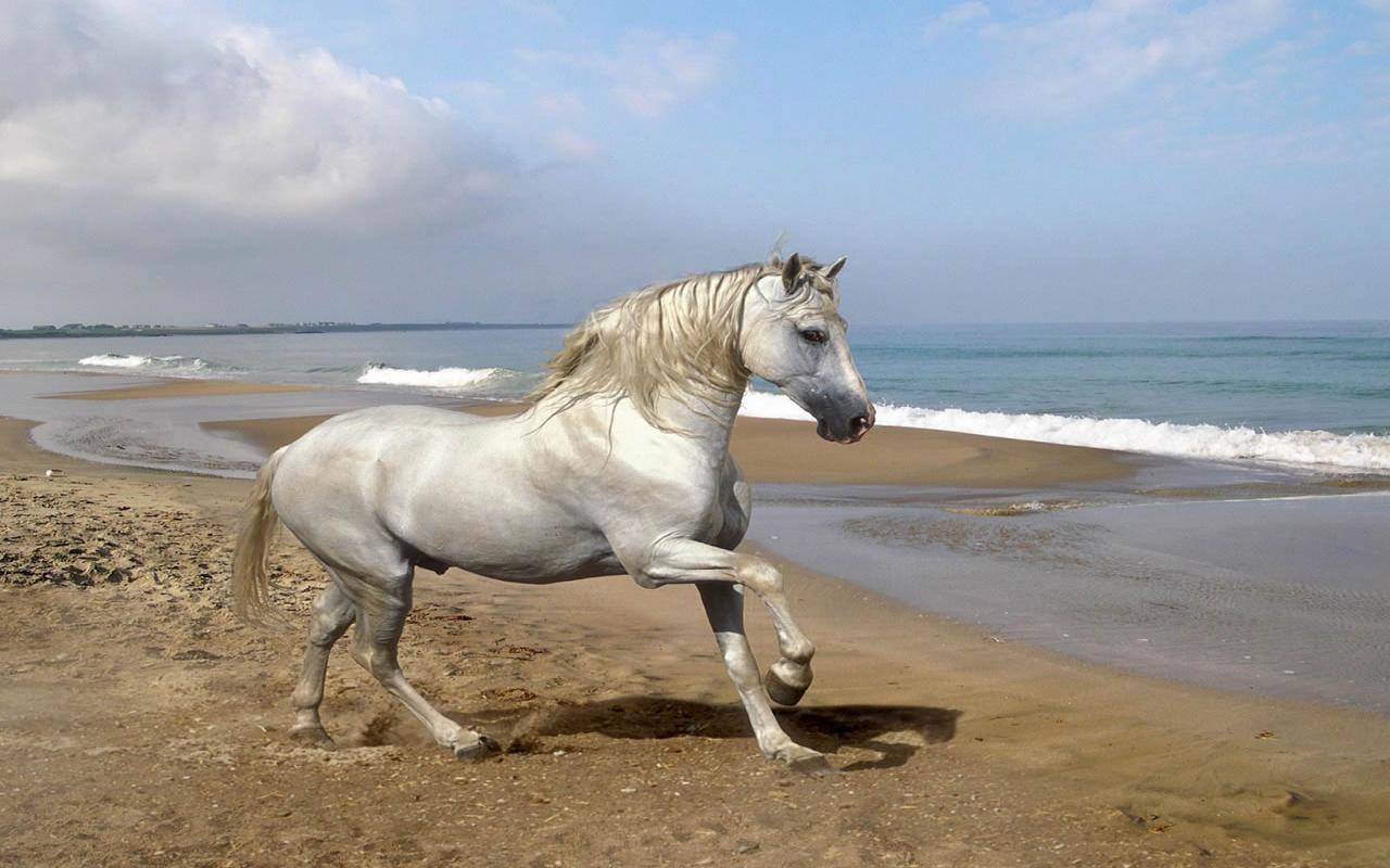 Beautiful Cute White Coloured Horse Pictures Photos Wallpaper