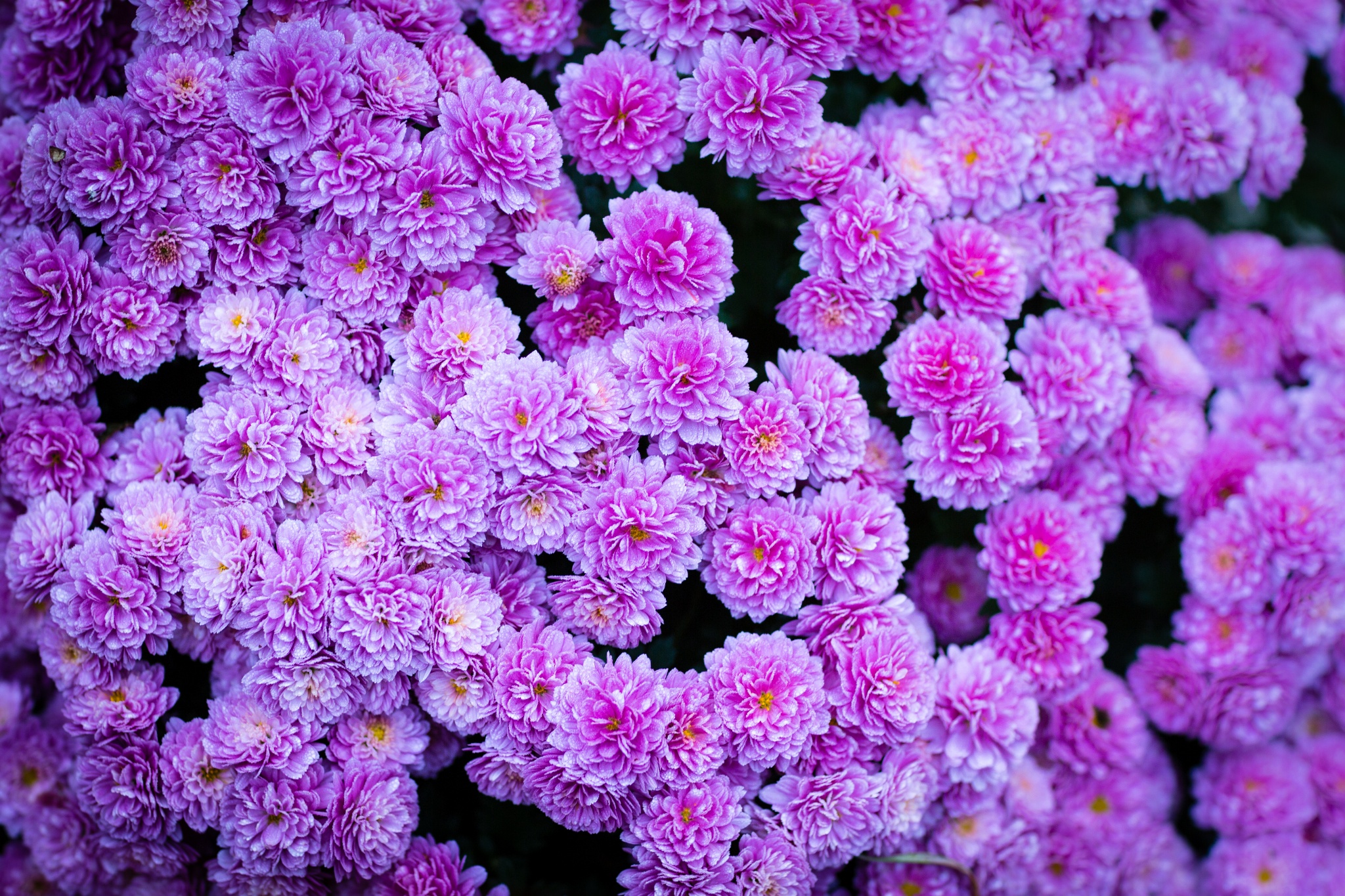 Perfect Desktop Wallpaper Flowers Natural You Can Use It Without A