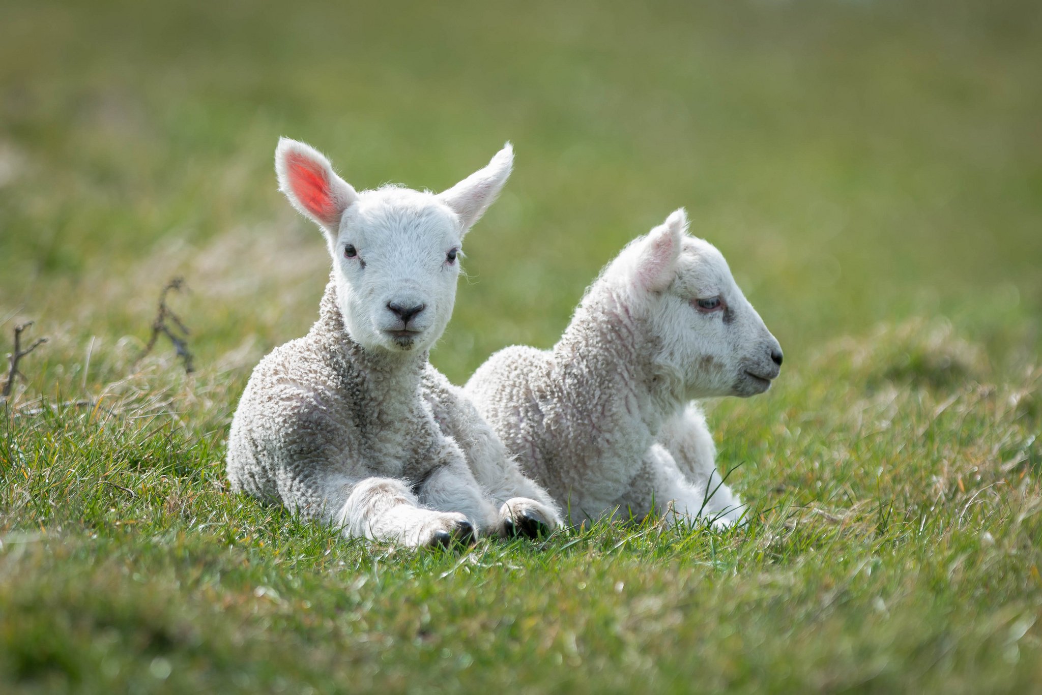Baby Sheep Wallpaper Animals