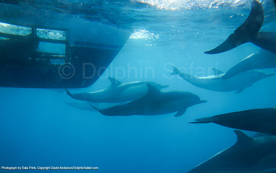Pin Dolphins Underwater Wallpaper 3d F R Desktop Bilder On