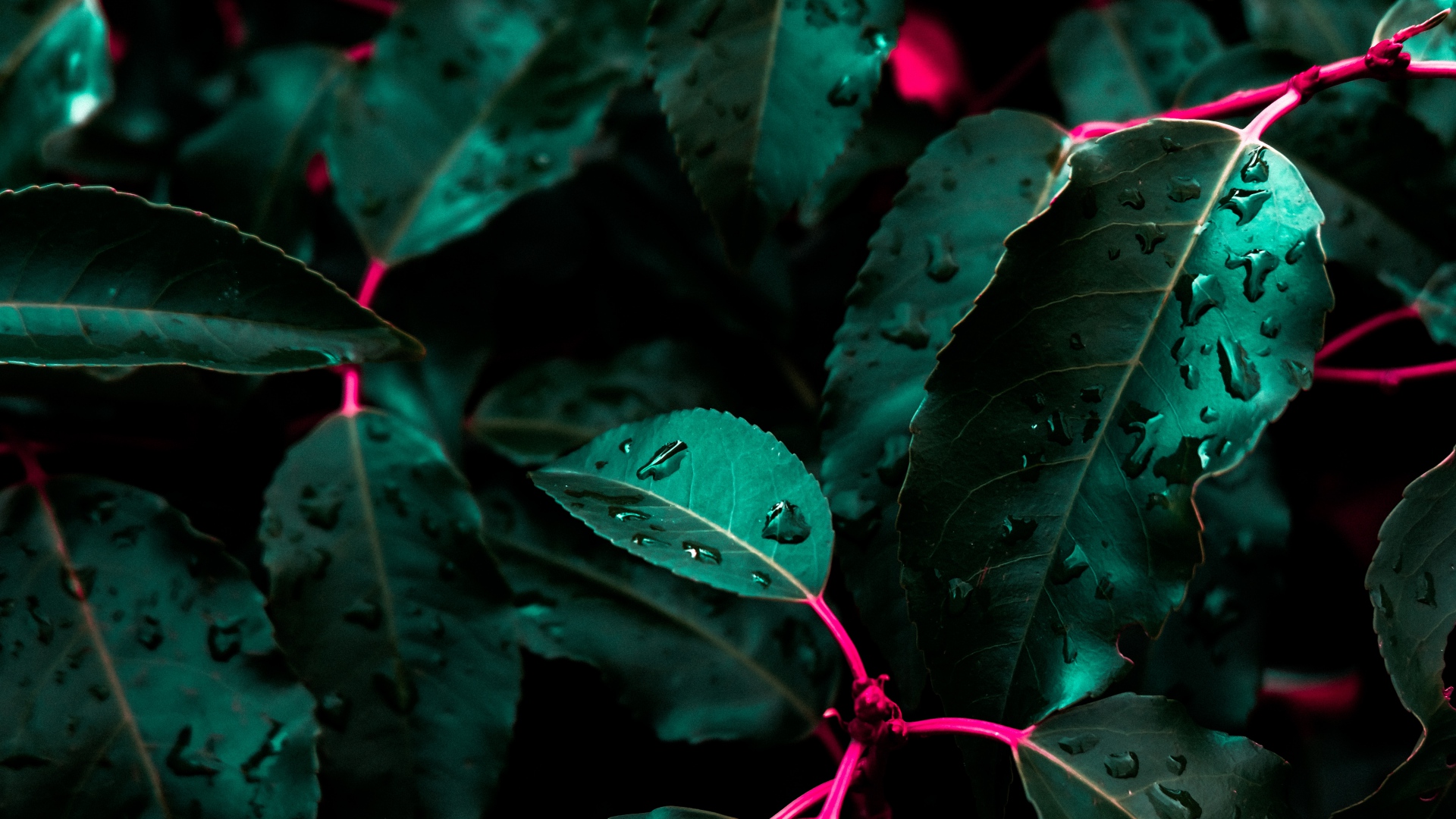 Nature Leaves Water Drops Closeup Green Wallpaper HD