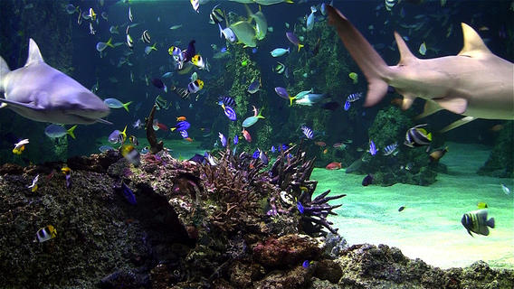 Aquarium Live HD Relaxing Real Coral Reef Scenes With Sound Per