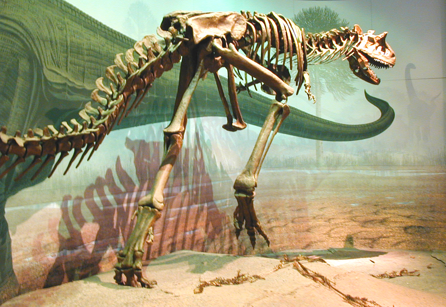dinosaur bones ecard postcard dinosaur bones wallpaper dinosaur