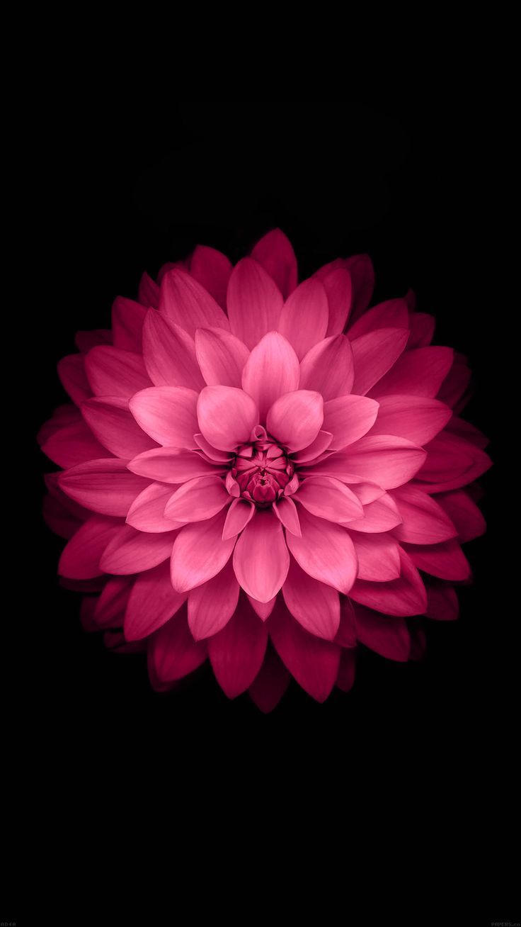 Dark Floral iPhone Wallpaper Top