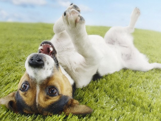 Jack Russell Beautiful Dog Funny Photos HD Wallpaper Image Pictures