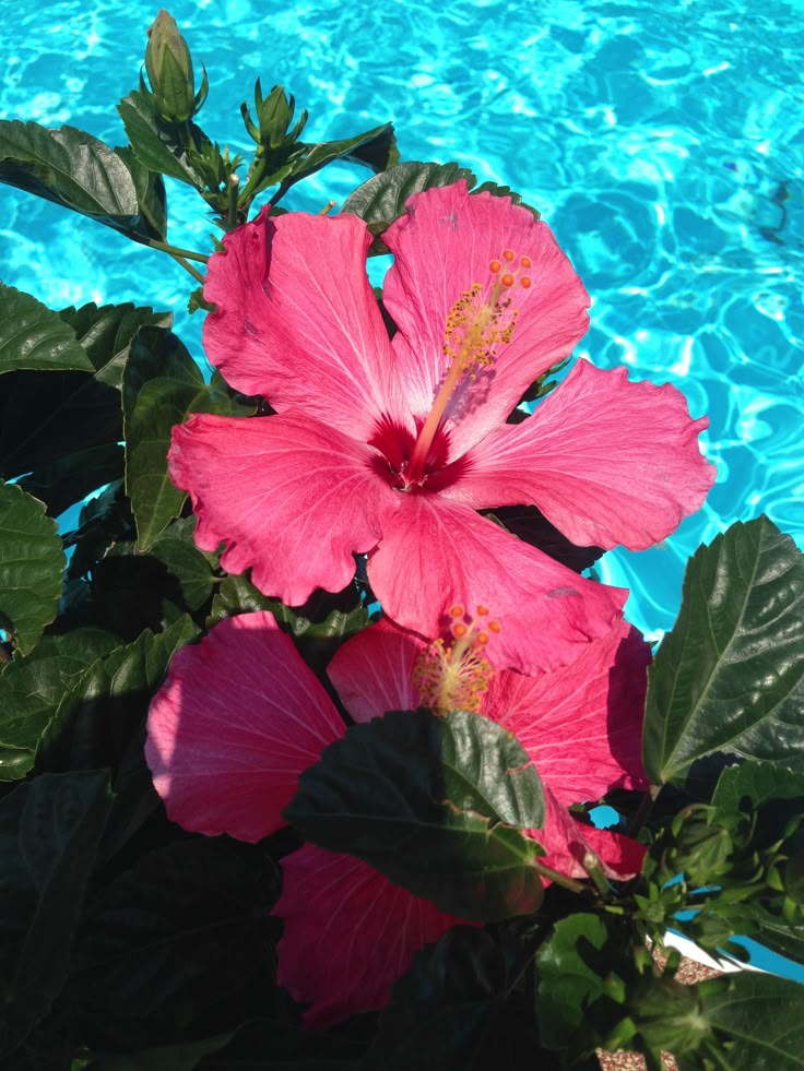 Hibiscus And Beach Wallpaper