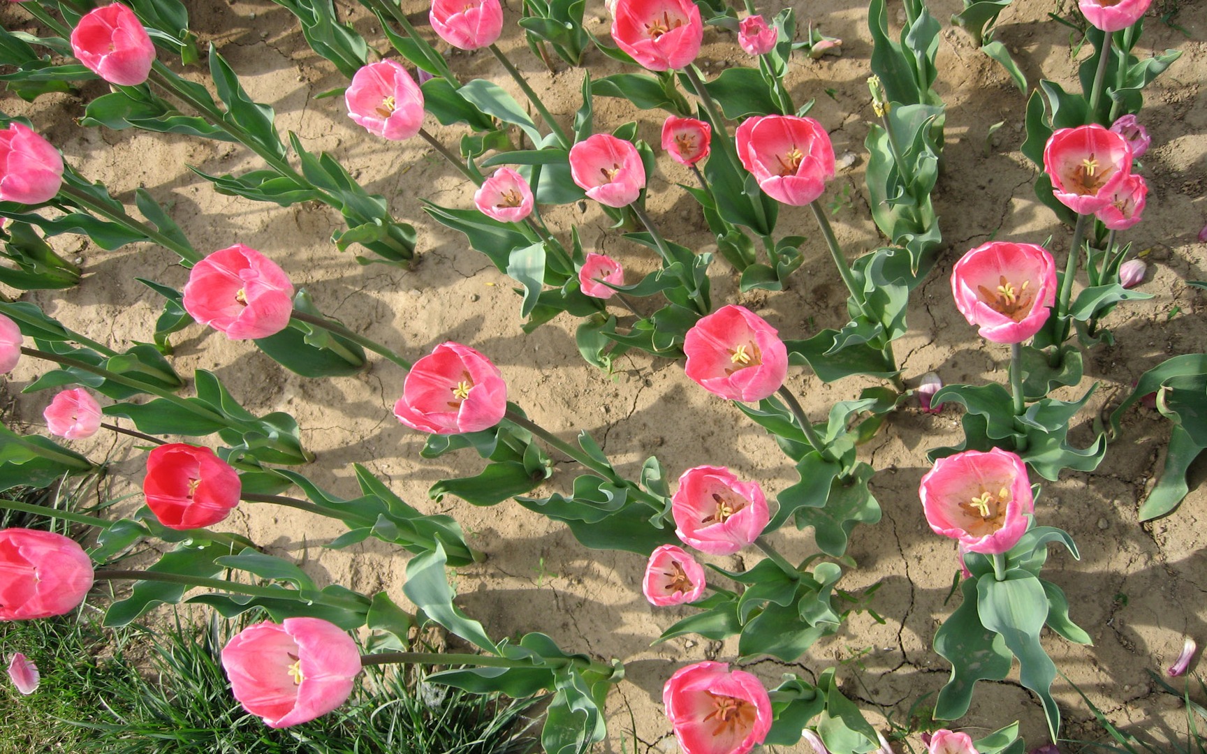 Pink Tulips Wallpaper Flowers Tulip
