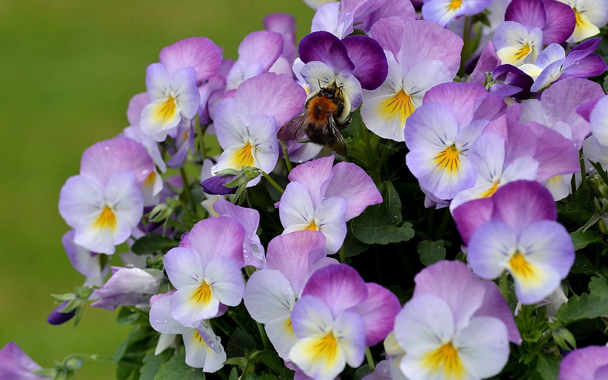 Violet Pansy Wallpaper And Image Pictures Photos
