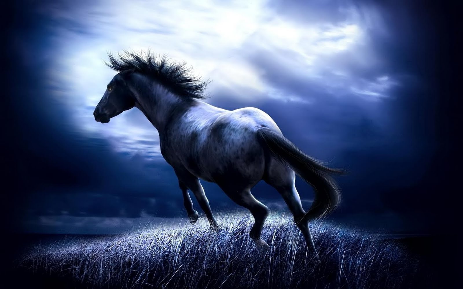 free wallpapers Wild horse hd wallpape 1600x1000