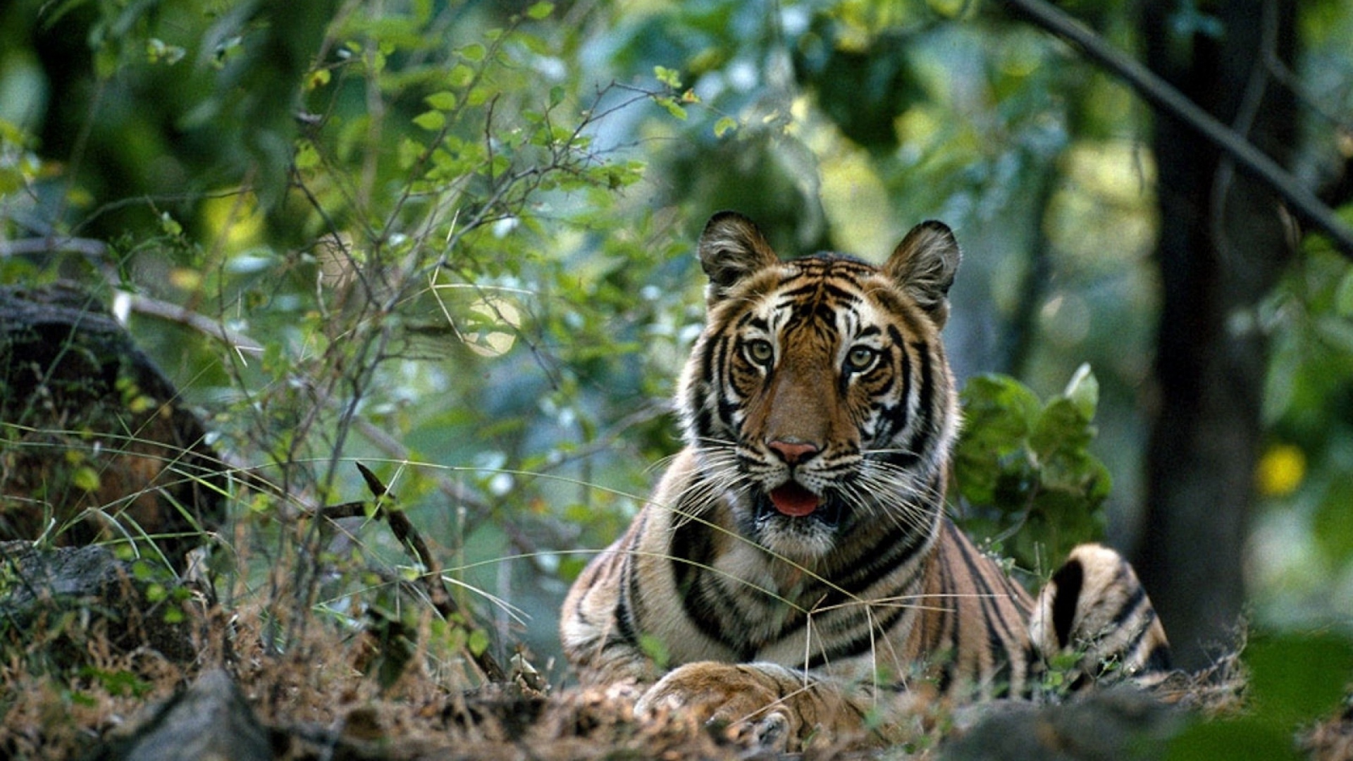 Wallpaper Tiger Big Cat Grass Forest