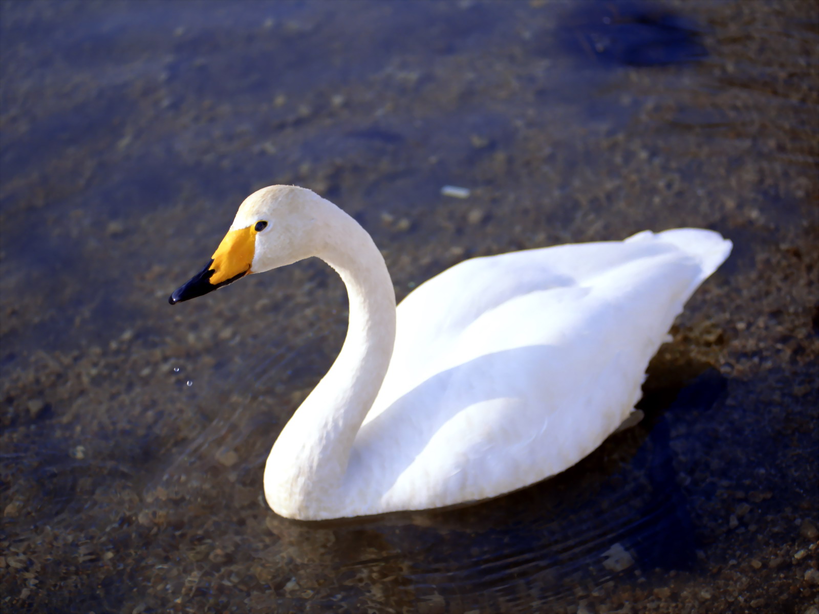 Beautiful Goose Wallpaper