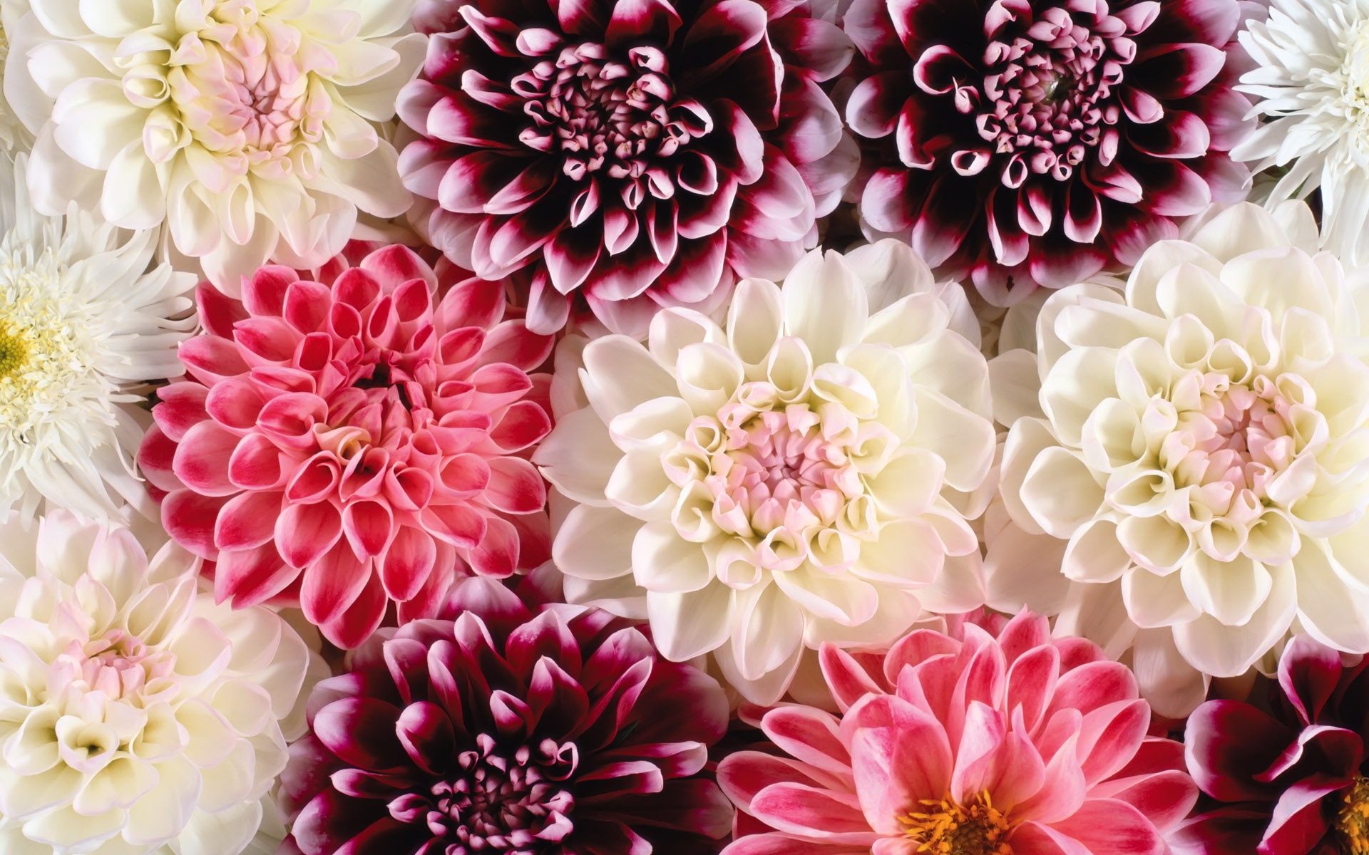 Dahlia HD Wallpaper