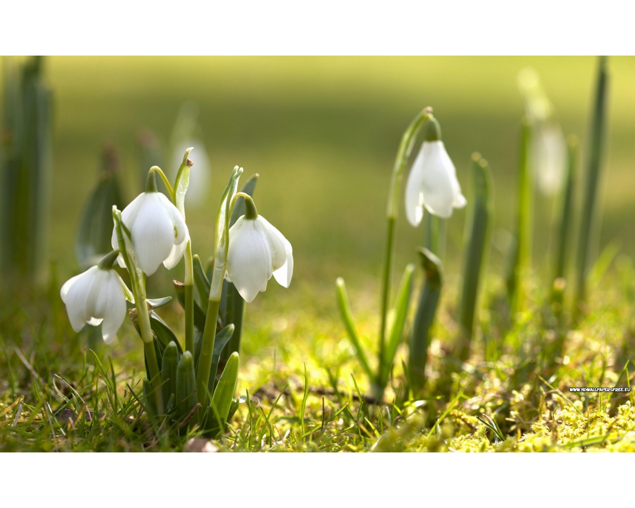 Snowdrops Spring Flowers Wallpaper in 1280x1024 Resolution