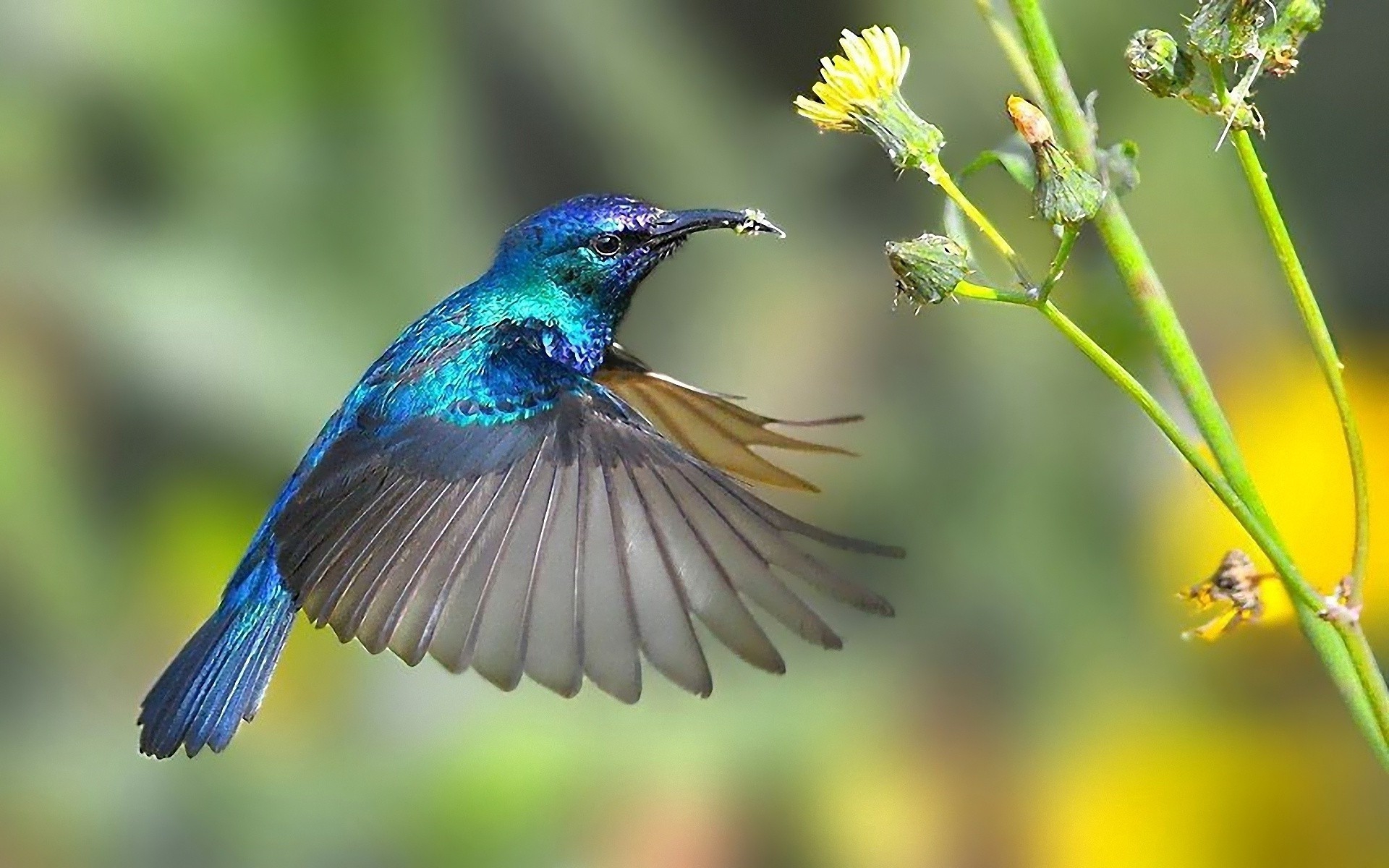 Birds Nature Wallpaper