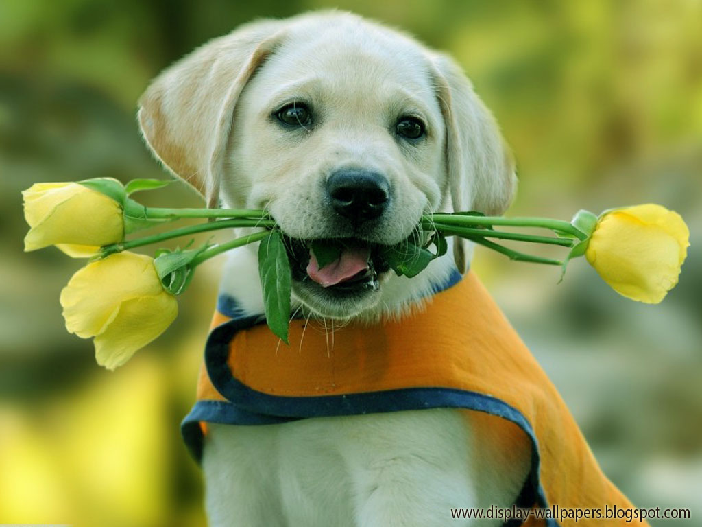 Cute Animal Wallpaper
