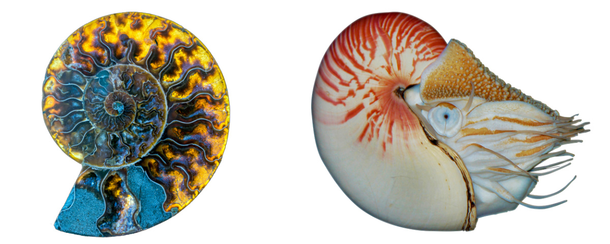 Astounding Ammonite Wallpaper