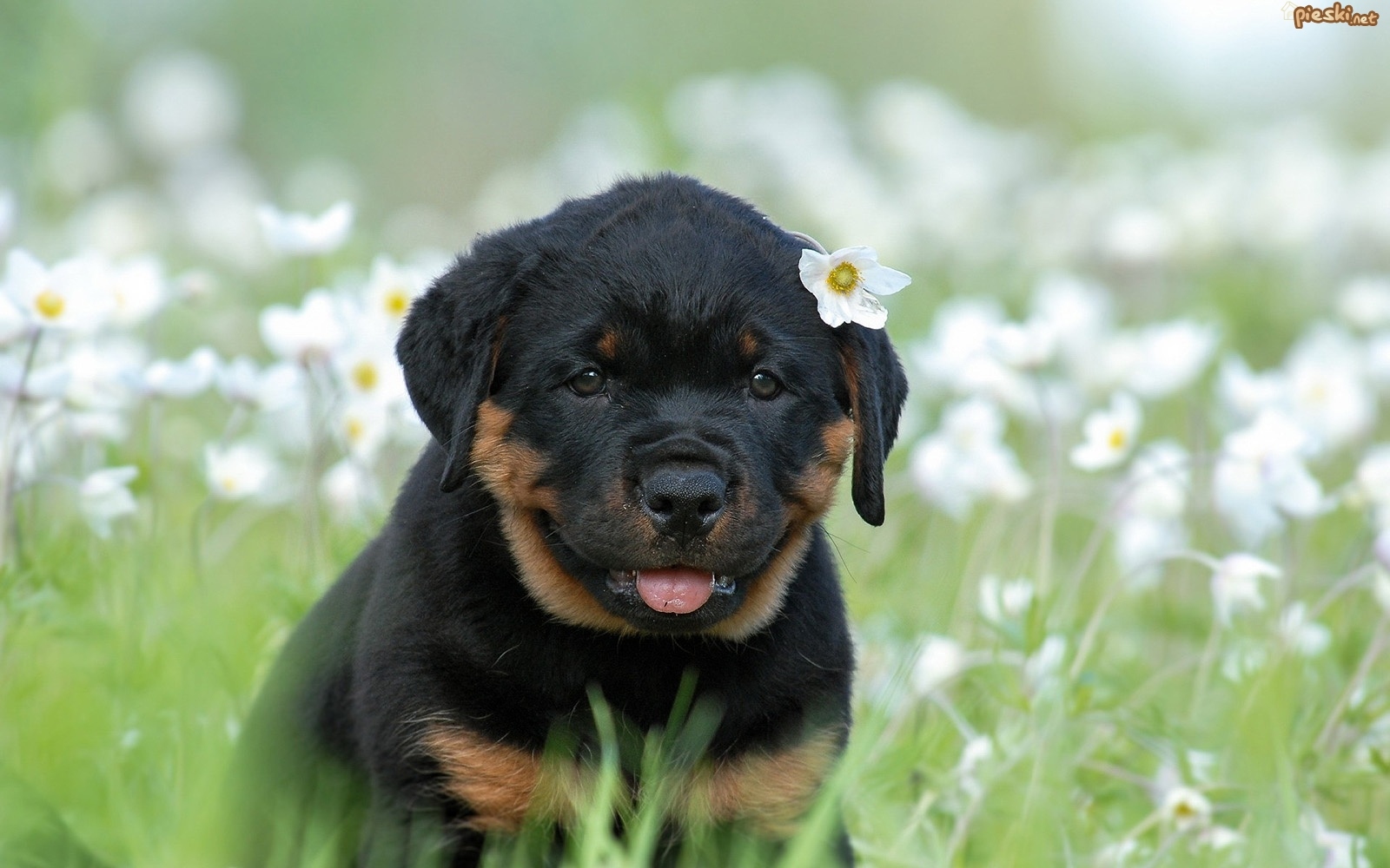 Pies Szczeniak Rottweiler Ka Kwiaty