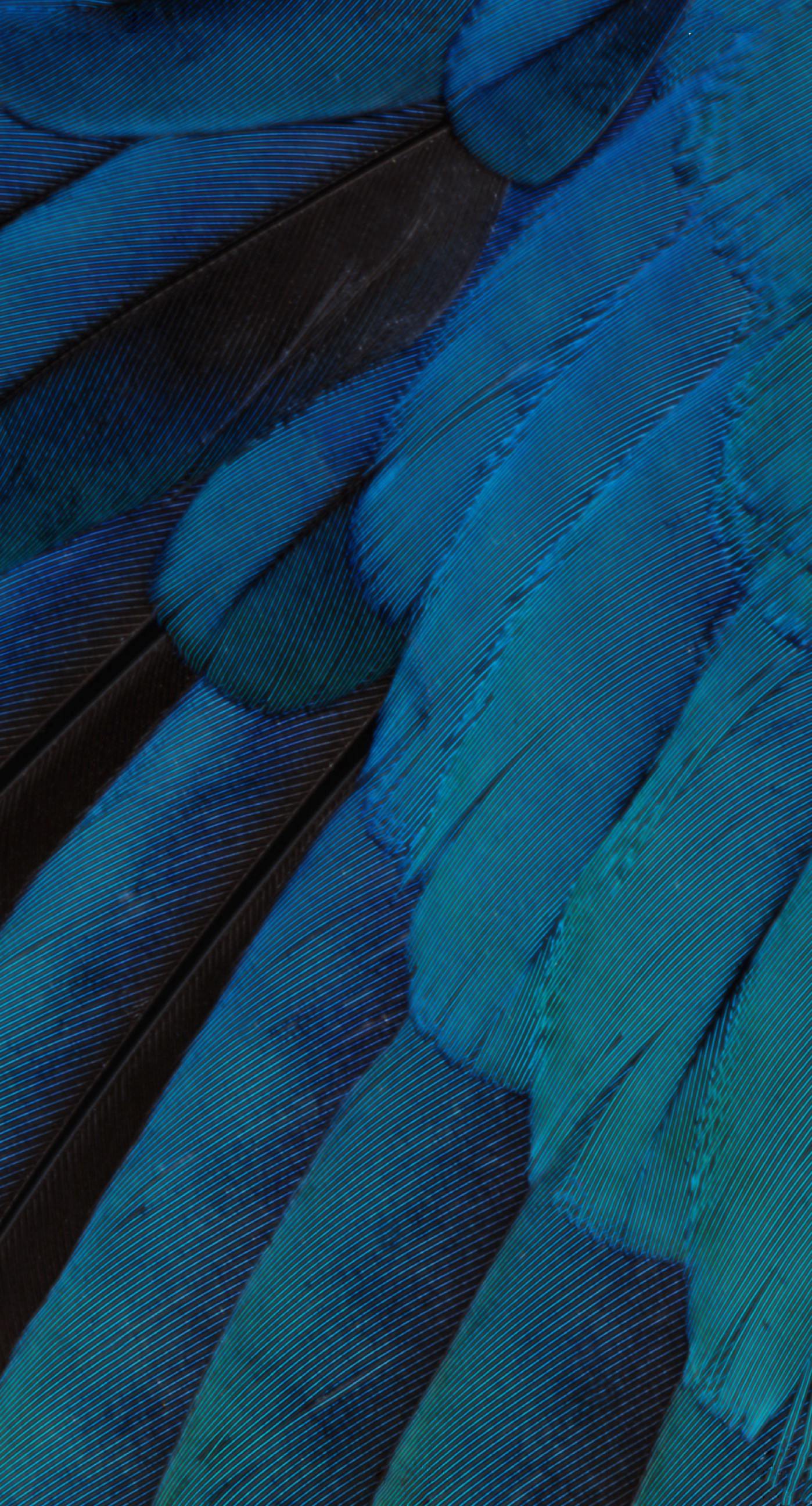 Pattern Feathers Blue Green Cool Ios9 Wallpaper Sc iPhone7plus
